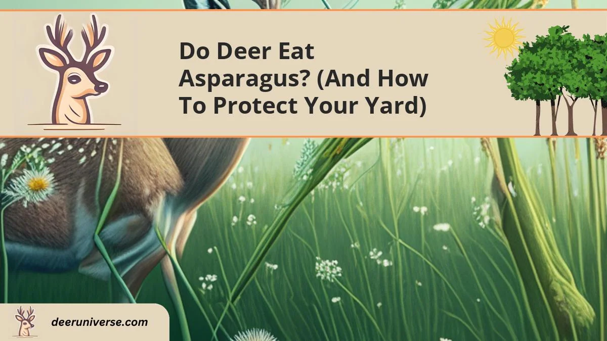 do deer eat asparagus