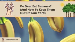 Do Deer Eat Bananas? (and How To Keep Them OUT of Your Yard) - Deer