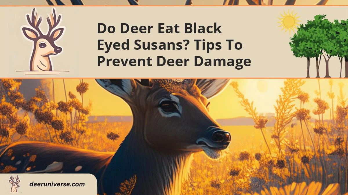 do deer eat black eyed susans