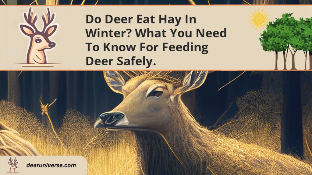 Do Deer Eat Hay in Winter? What You Need to Know for Feeding Deer