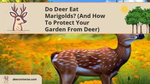 Do Deer Eat Marigolds? (and How to Protect Your Garden from Deer