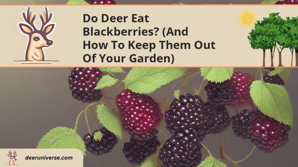 Do Deer Eat Blackberries? (and How to Keep Them OUT of Your Garden