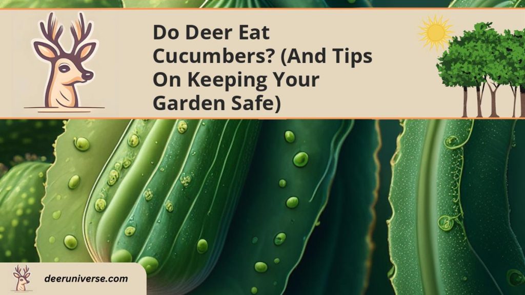 Do Deer Eat Cucumbers? (and Tips on Keeping Your Garden SAFE) Deer