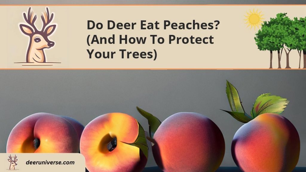 Do Deer Eat Peaches? (and How to PROTECT Your Trees) Deer Universe