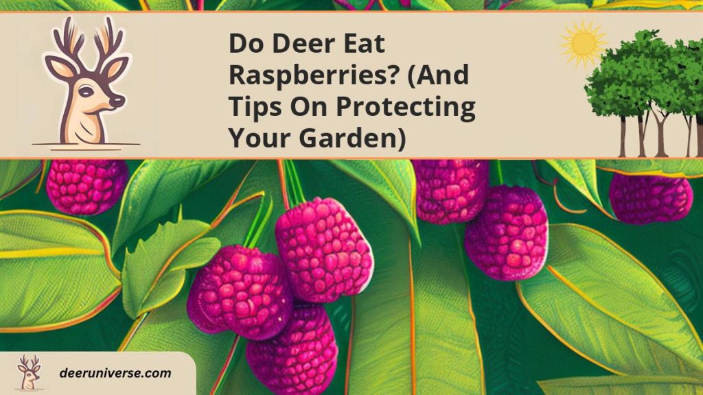 Do Deer Eat Raspberries? (and 9 Ways to PROTECT Your Garden) Deer