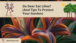 Do Deer Eat Lilies? (and Tips to PROTECT Your Garden) - Deer Universe