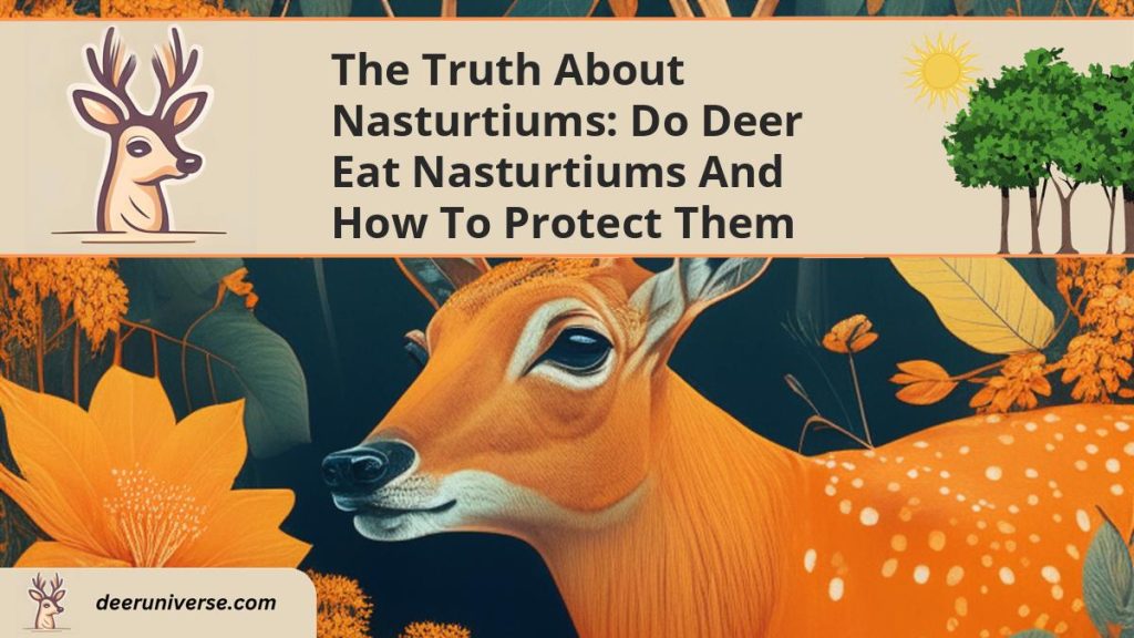 Do Deer Eat Nasturtiums? (and How to PROTECT Them) Deer Universe
