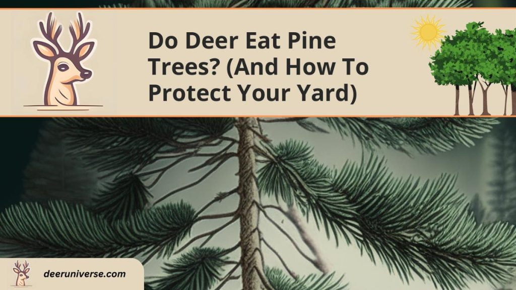 Do Deer Eat Pine Trees? (and How to PROTECT Your Yard) Deer Universe