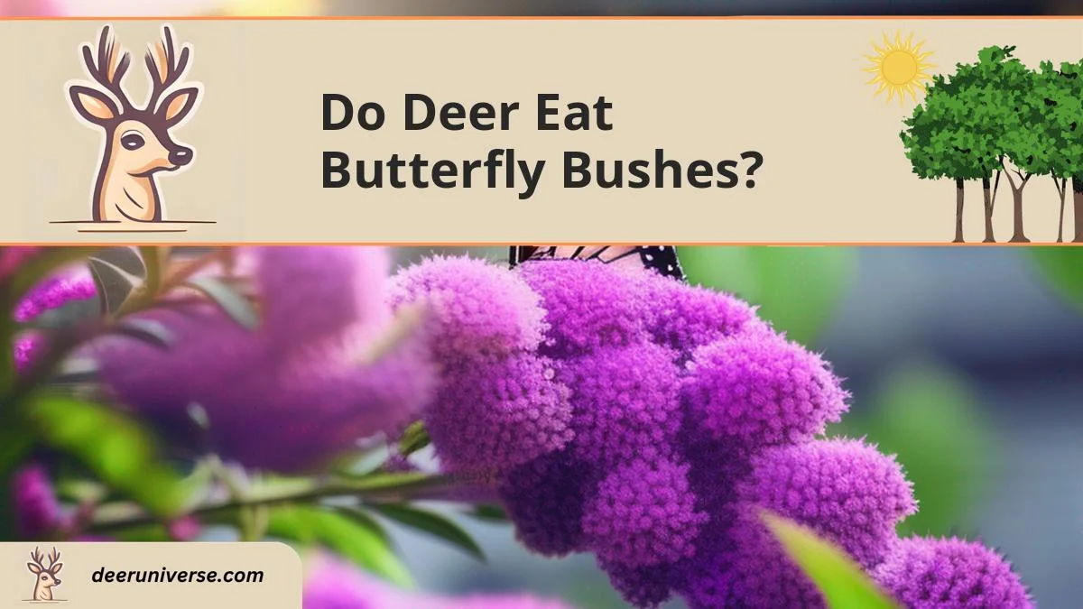 do deer eat butterfly bushes